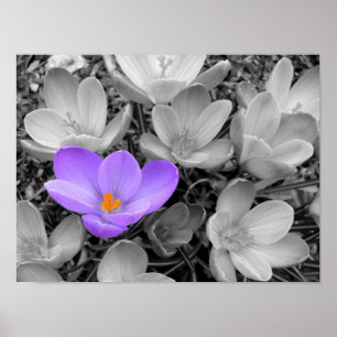 Poster Crocus