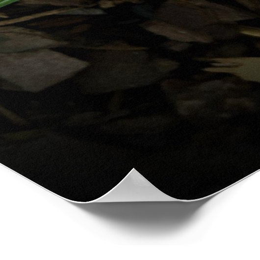 Poster Crocus, (Coin)