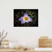 Poster Crocus, (Cuisine)