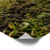 Poster Crocus au début du printemps (Coin)