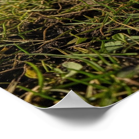 Poster Crocus au début du printemps (Coin)