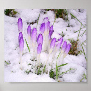 Poster crocus dans l'affiche de neige