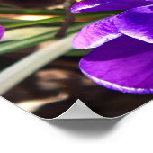 POSTER CROCUS DE PRINTEMPS (Coin)