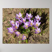 Poster Crocus de printemps mignons (Devant)