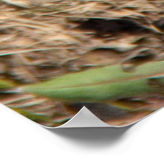 Poster Crocus de printemps mignons (Coin)