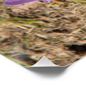 Poster Crocus de printemps mignons (Coin)