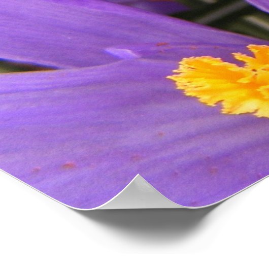 Poster Crocus gros caractères (Coin)