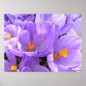 Poster Crocus gros caractères (Devant)
