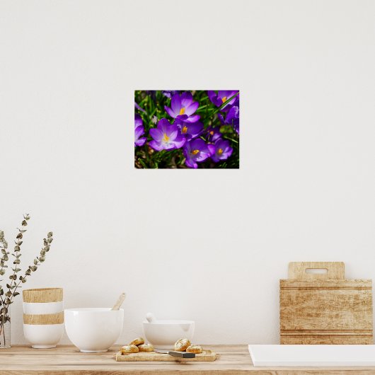 Poster Crocus Lilac (Cuisine)