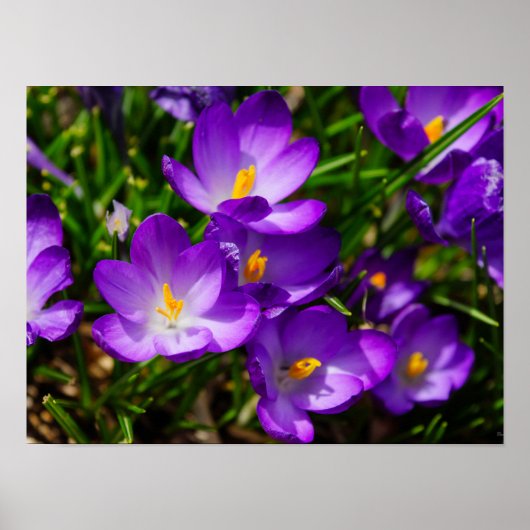 Poster Crocus Lilac (Devant)