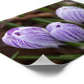 Poster Crocus non ouverts (Coin)