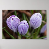 Poster Crocus non ouverts (Devant)