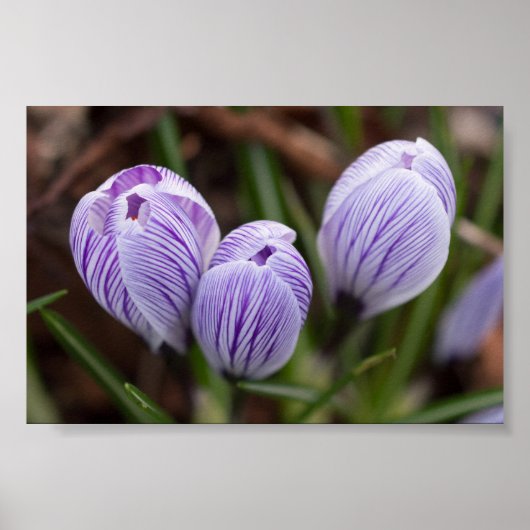 Poster Crocus non ouverts (Devant)