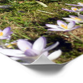 Poster Crocus pourpre (Coin)