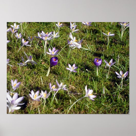 Poster Crocus pourpre (Devant)
