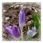 Poster Crocus printaniers (Devant)
