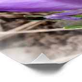 Poster Crocus printaniers (Coin)