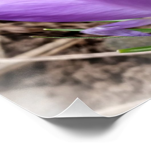 Poster Crocus printaniers (Coin)
