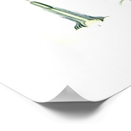 Poster Crocus sativus (Coin)