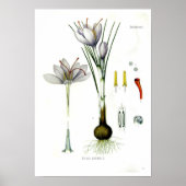 Poster Crocus sativus (Devant)
