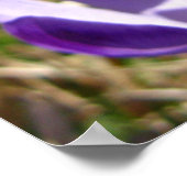 Poster Crocus, Tatras (Coin)