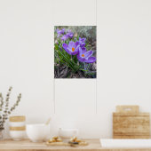 Poster Crocus violet (Cuisine)