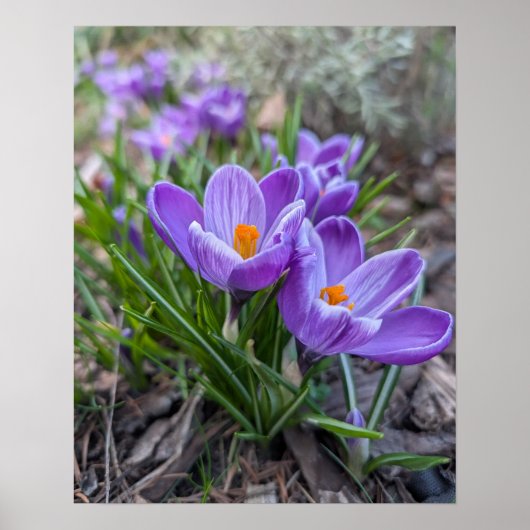 Poster Crocus violet (Devant)