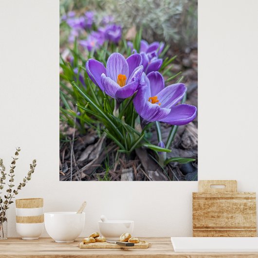 Poster Crocus violet (Cuisine)