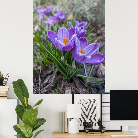 Poster Crocus violet (Bureau à domicile)