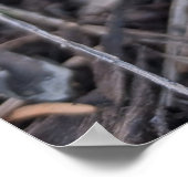 Poster Crocus violet (Coin)