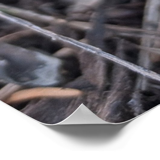 Poster Crocus violet (Coin)