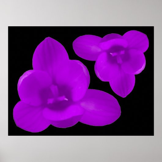Poster Crocus violet (Devant)
