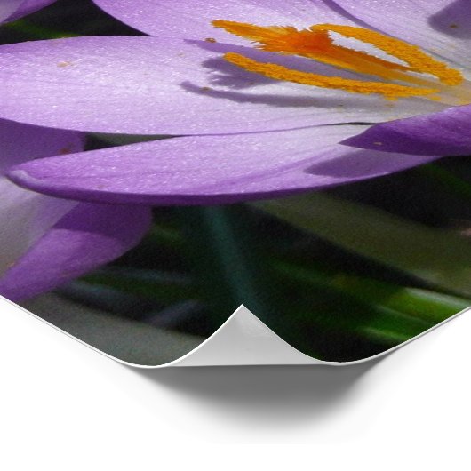 Poster Crocus violets ensoleillés (Coin)