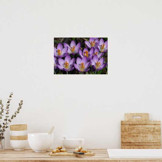 Poster Crocus violets ensoleillés (Cuisine)