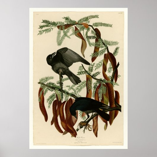 Poster Croisement de poisson (Devant)