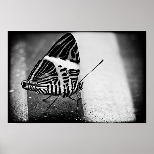 Poster croisement papillon (Devant)