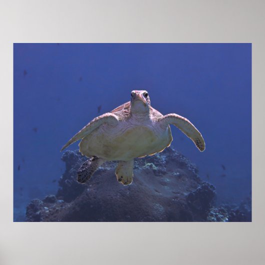 Poster Croisière sur la tortue verte (Devant)