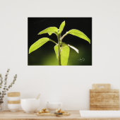 Poster Croissance (Cuisine)