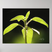 Poster Croissance (Devant)