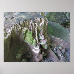 Poster Croissance des jardins de Limahuli