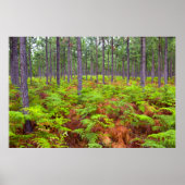 Poster Croissance du support commun (Pteridium Aquilinum) (Devant)