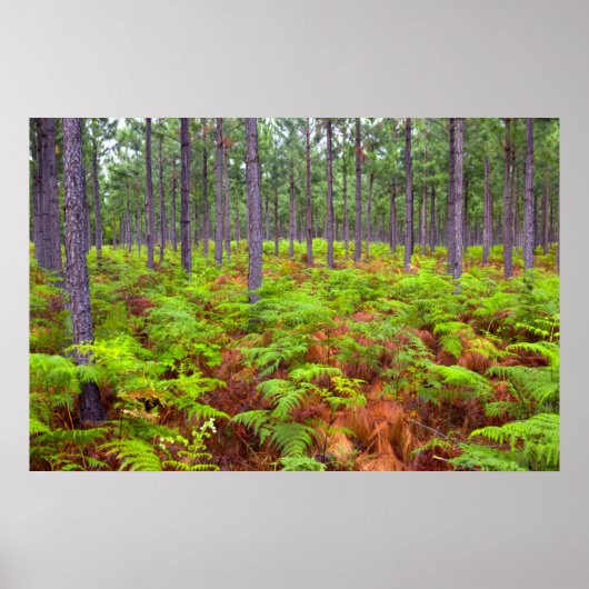 Poster Croissance du support commun (Pteridium Aquilinum) (Devant)