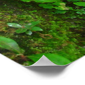 Poster Croissance graduelle (Coin)