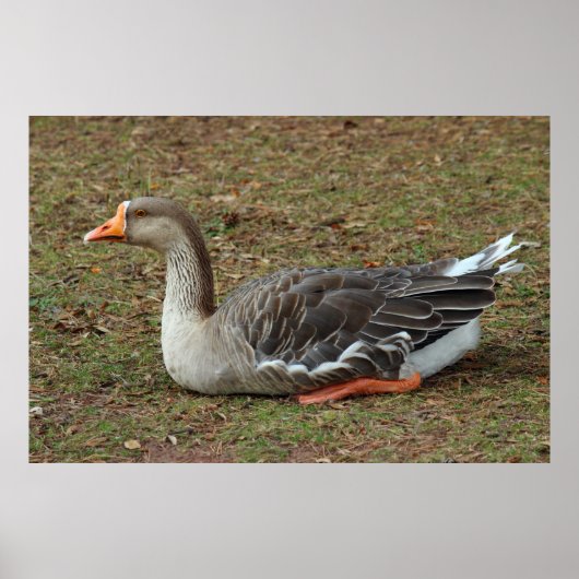Poster Croix du cygne gris (Devant)