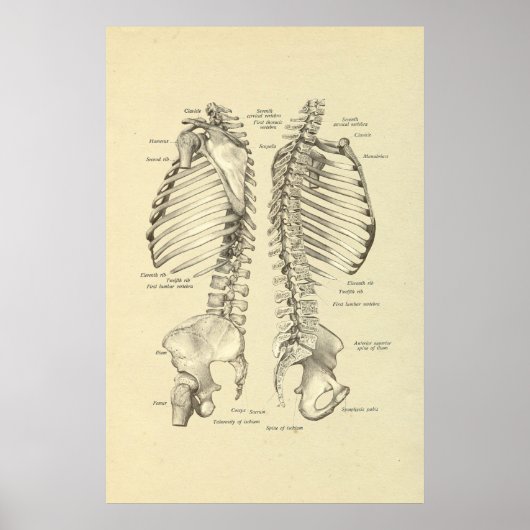 Poster Croix du squelette humain de la colonne vertébrale (Devant)