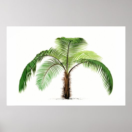 Poster Croquis botanique Palm Tree Art Vintage (Devant)