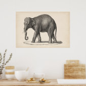 Poster Croquis Brodtmann Elephant (Cuisine)