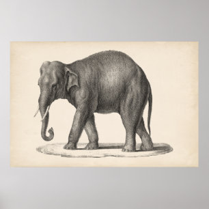 Poster Croquis Brodtmann Elephant