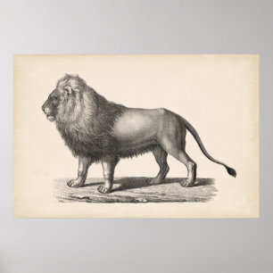Poster Croquis Brodtmann Lion