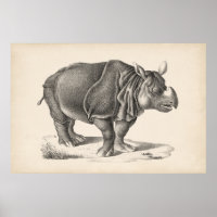 Croquis Brodtmann Rhinoceros